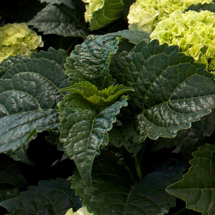 Jalohortensia Wudu (Lehvistö)
