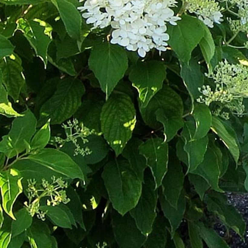 Syyshortensia Bombshell (Lehvistö)