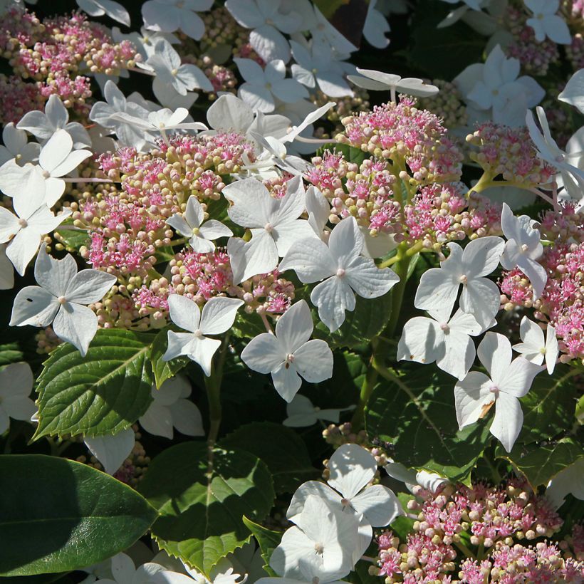 Syyshortensia Confetti (Kukinta)