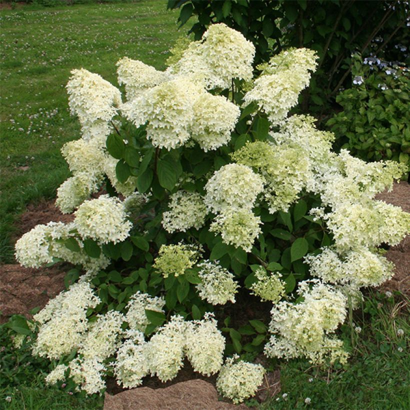 Syyshortensia Dentelle De Gorron (Kasvutapa)