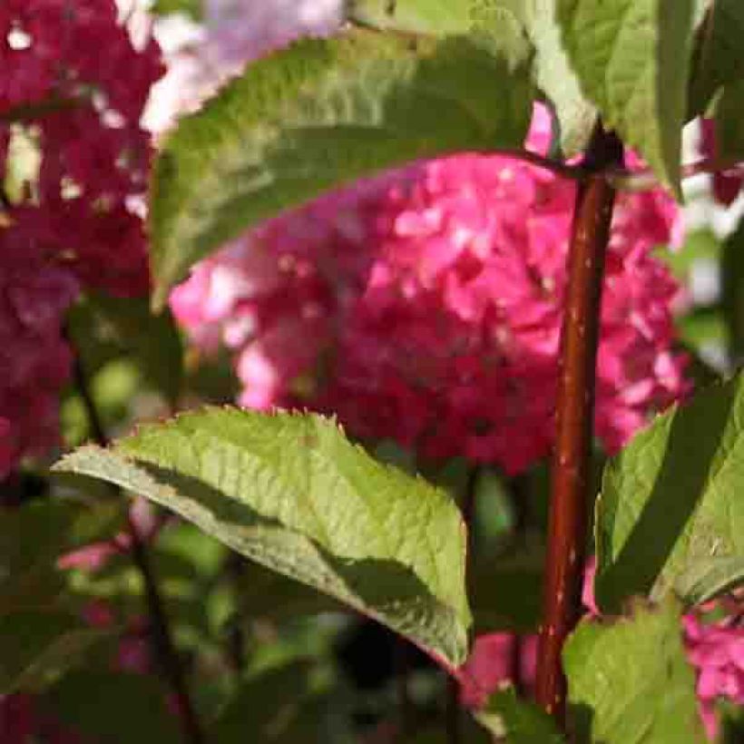 Syyshortensia Fraise Melba (Lehvistö)