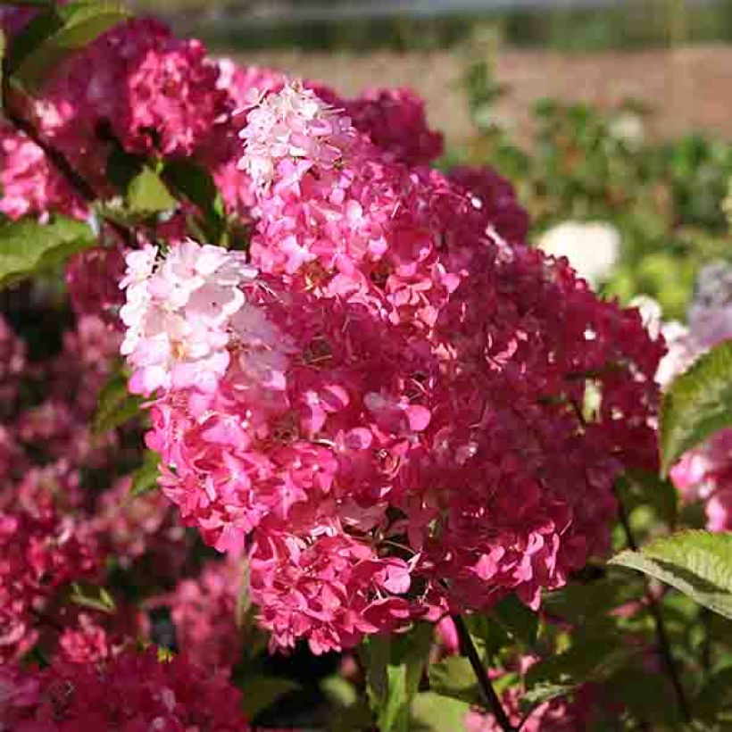 Syyshortensia Fraise Melba (Kukinta)