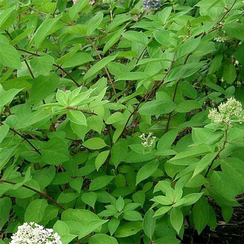 Syyshortensia Grandiflora (Lehvistö)