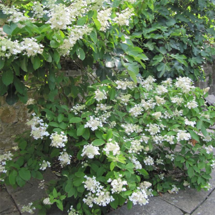 Syyshortensia Grandiflora (Kasvutapa)