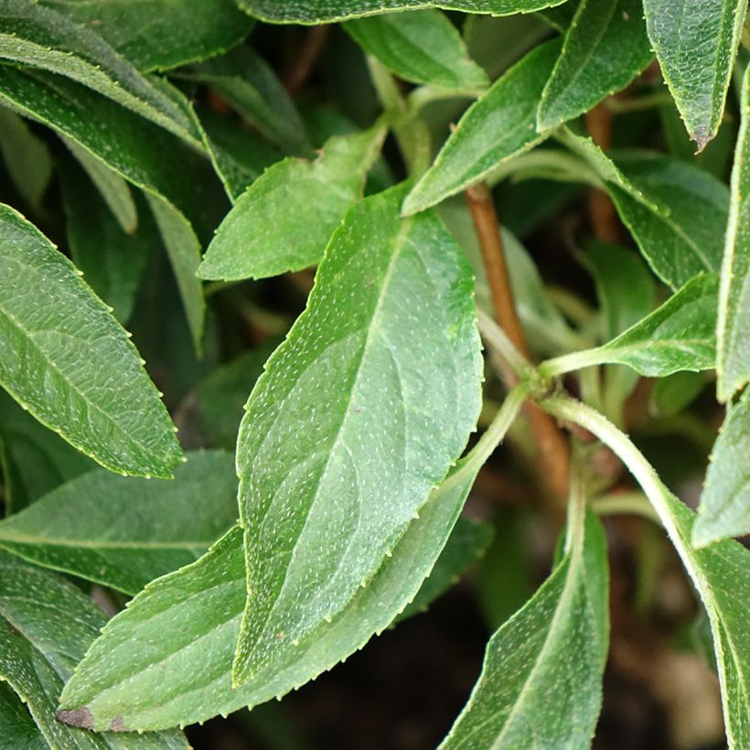 Syyshortensia Groundbreaker Blush (Lehvistö)