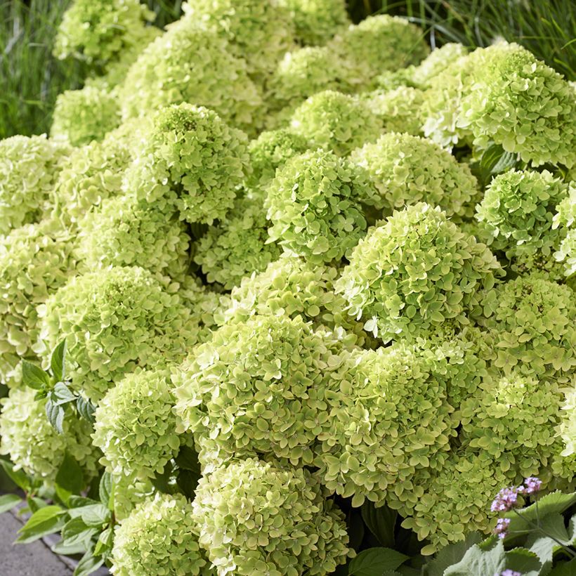 Syyshortensia Groundbreaker Greeny (Kukinta)