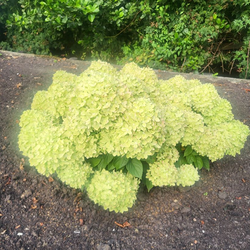 Syyshortensia Groundbreaker Greeny (Kasvutapa)