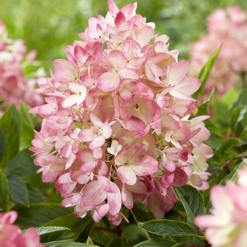 Syyshortensia Groundbreaker Blush (Kukinta)