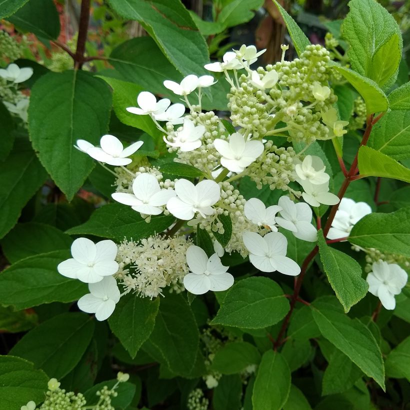Syyshortensia Kyushu (Lehvistö)
