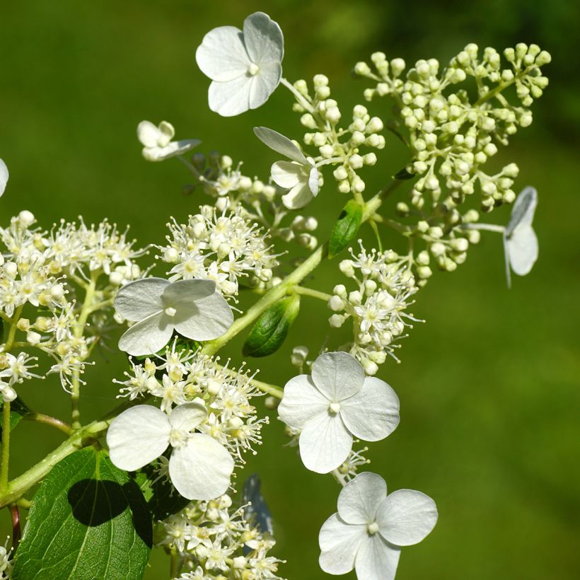 Syyshortensia Kyushu (Kukinta)