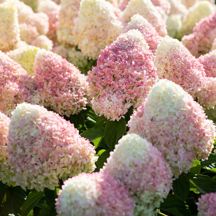 Syyshortensia Living Candy Love (Kukinta)