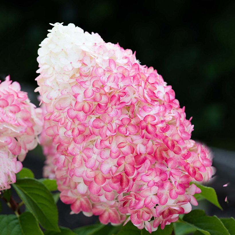 Syyshortensia Living Pink & Rose (Kukinta)