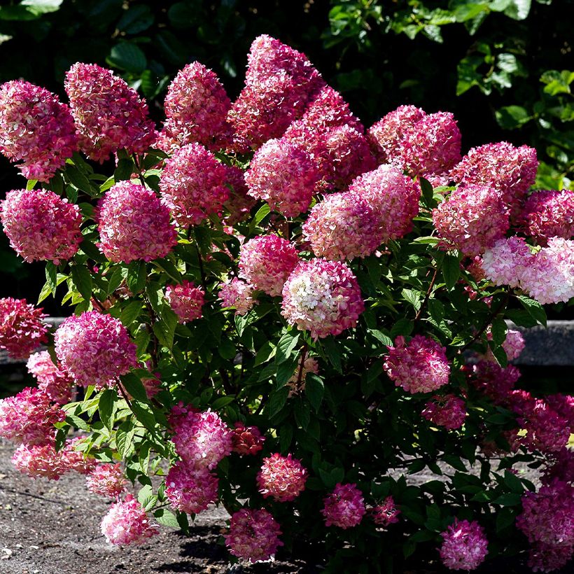 Syyshortensia Living Pink & Rose (Kasvutapa)