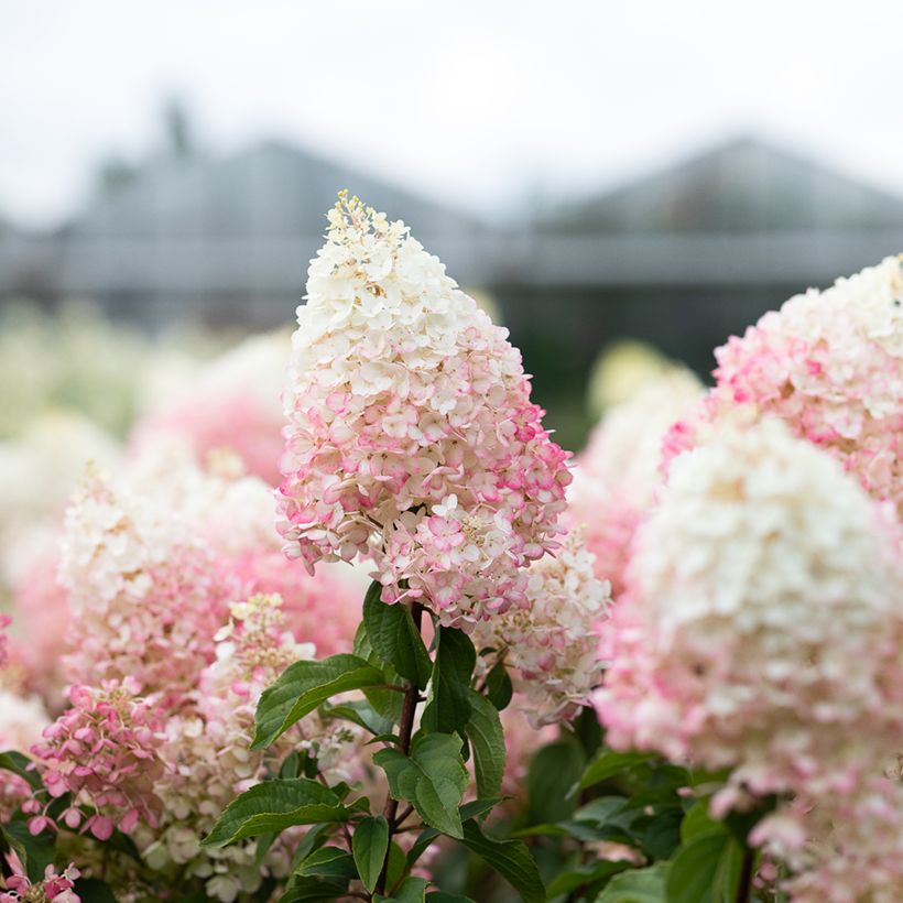 Syyshortensia Living Strawberry Blossom (Kukinta)