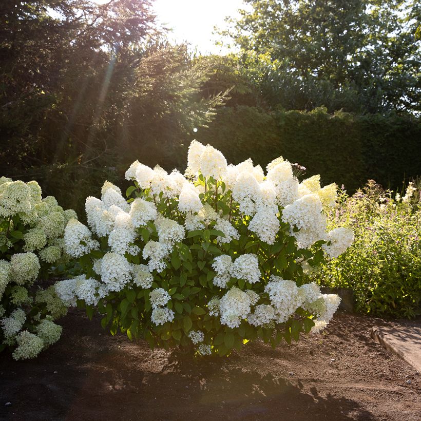 Syyshortensia Living Sugar Rush (Kasvutapa)