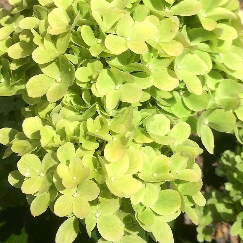 Syyshortensia Mojito (Kukinta)