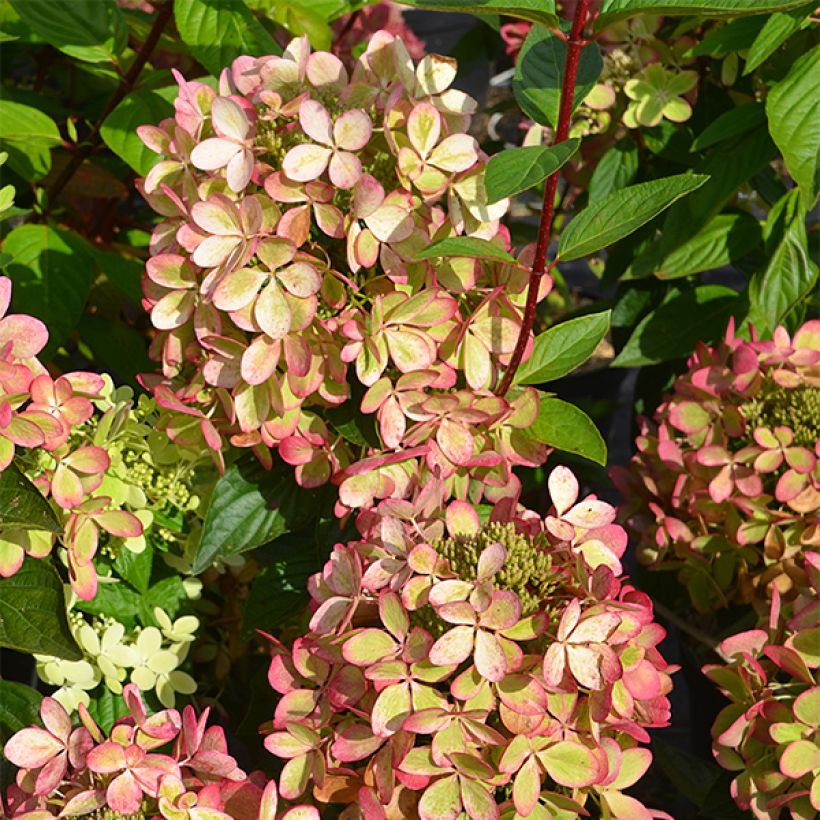 Syyshortensia Pastelgreen (Lehvistö)
