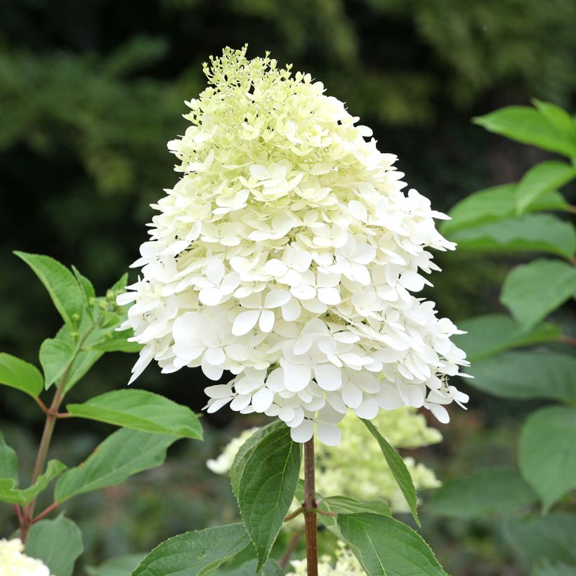 Syyshortensia Phantom (Kukinta)
