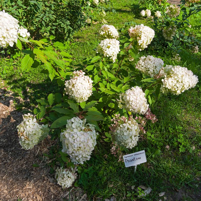 Syyshortensia Phantom (Kasvutapa)