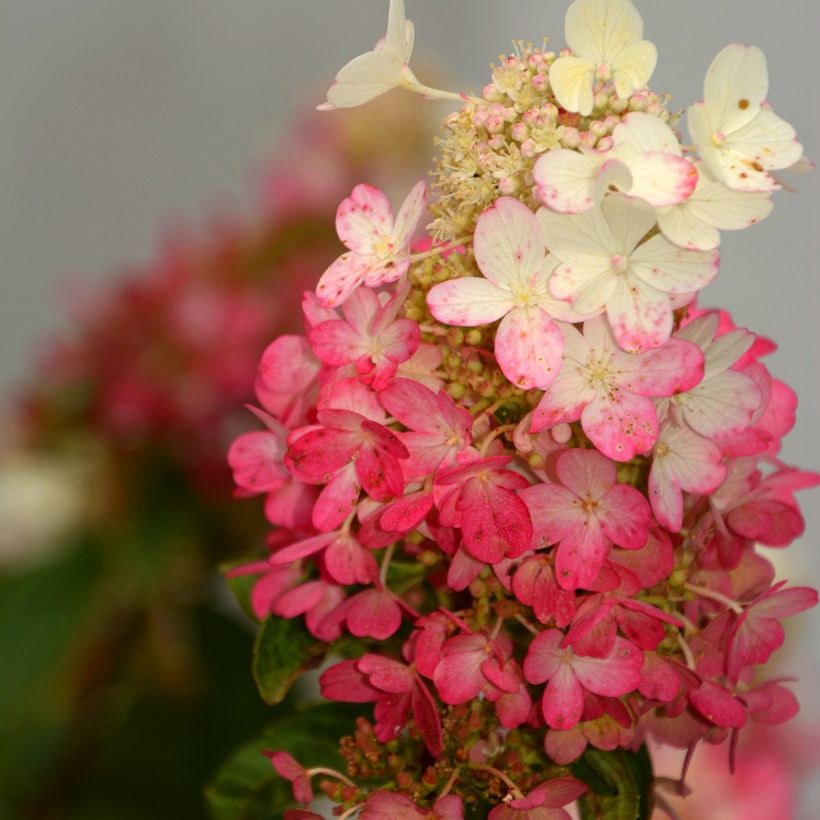 Syyshortensia Pinky Winky (Kukinta)