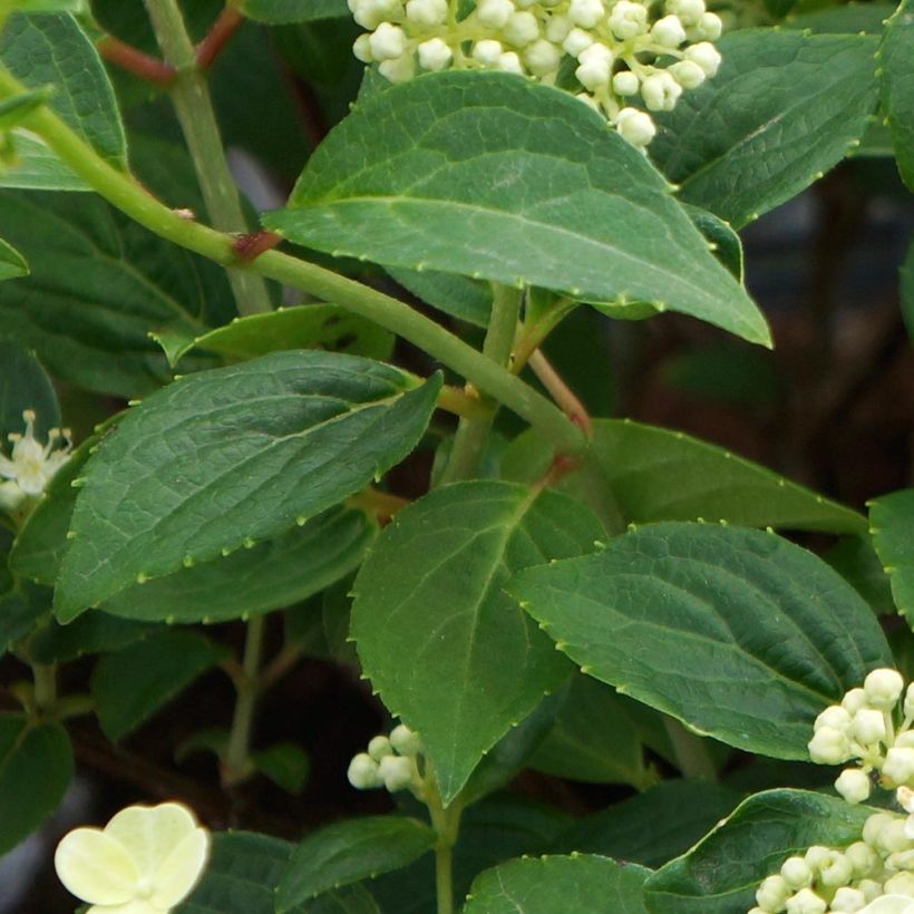 Syyshortensia Prim White (Lehvistö)