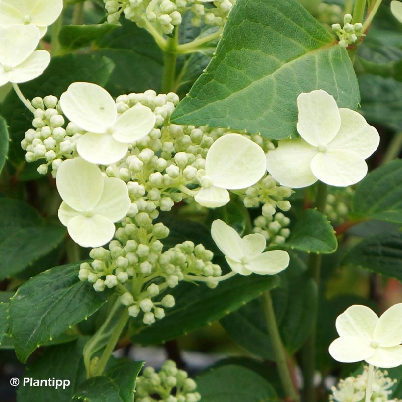 Syyshortensia Prim White (Kukinta)