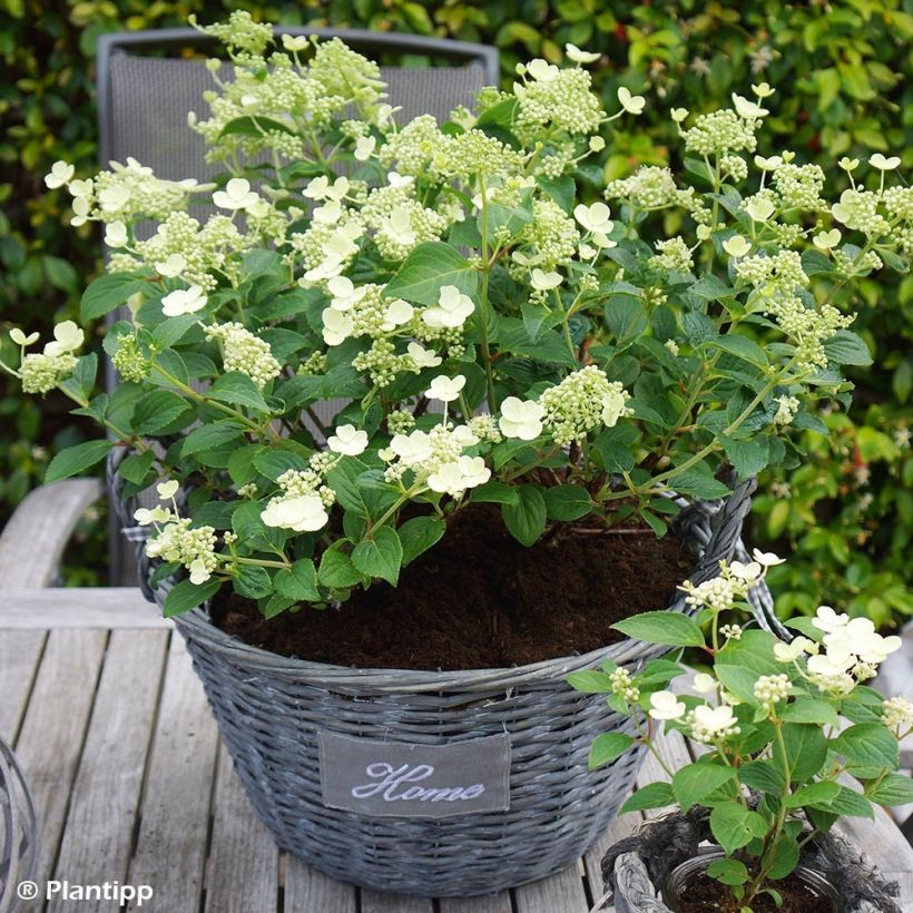 Syyshortensia Prim White (Kasvutapa)