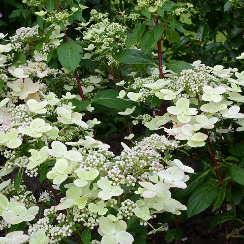 Syyshortensia Prim'RED (Kukinta)