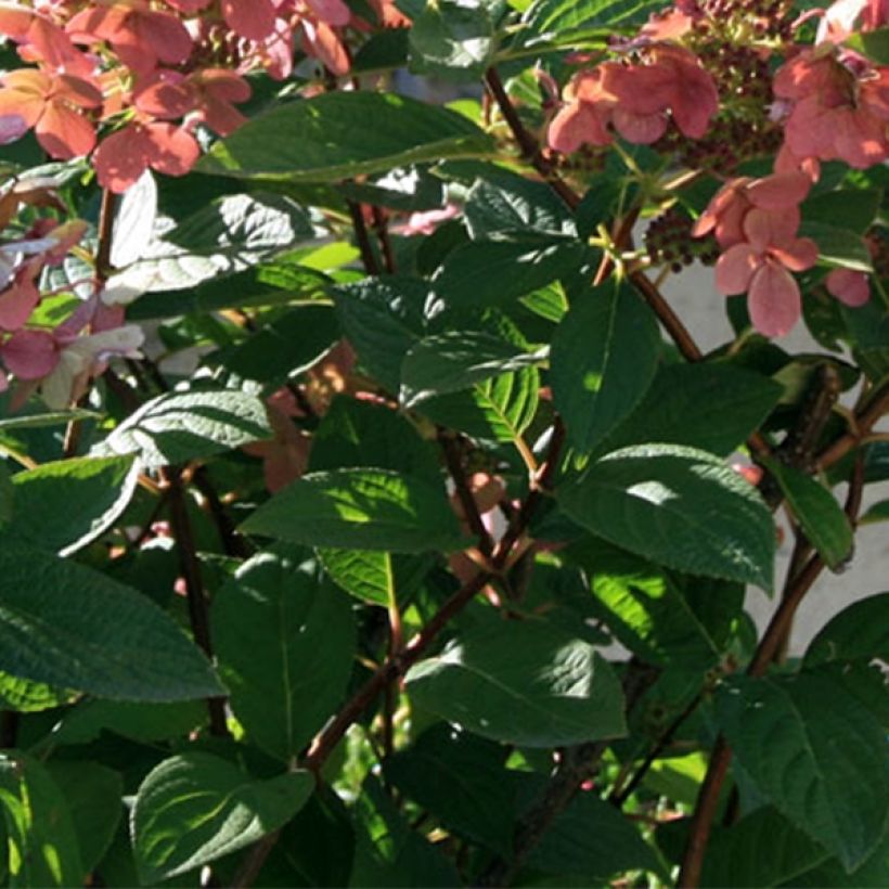 Syyshortensia Sparkling (Lehvistö)