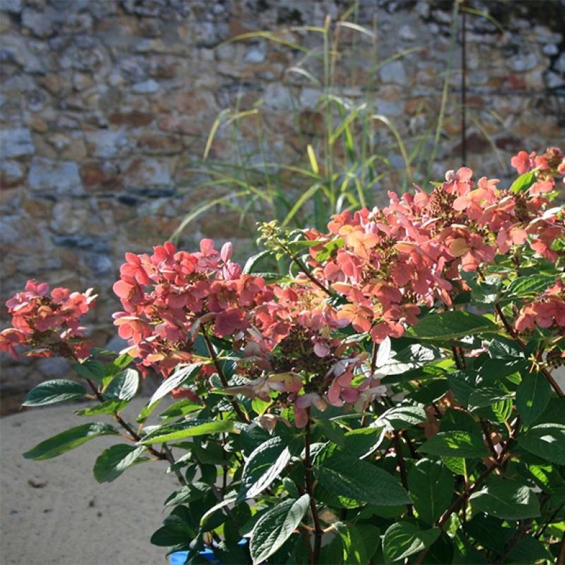 Syyshortensia Sparkling (Kasvutapa)