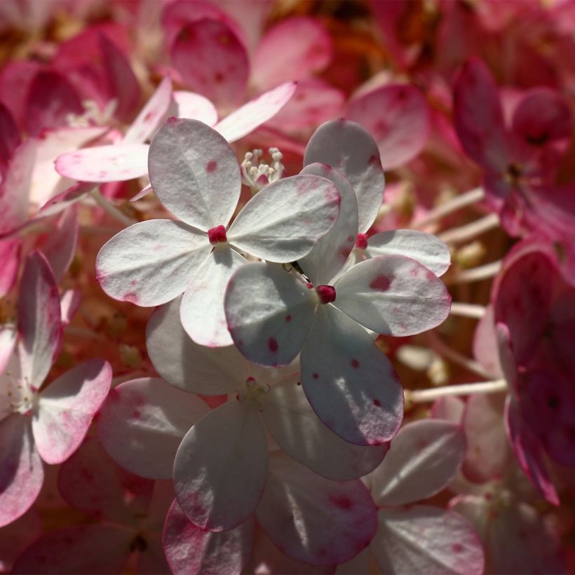 Syyshortensia Sparkling (Kukinta)