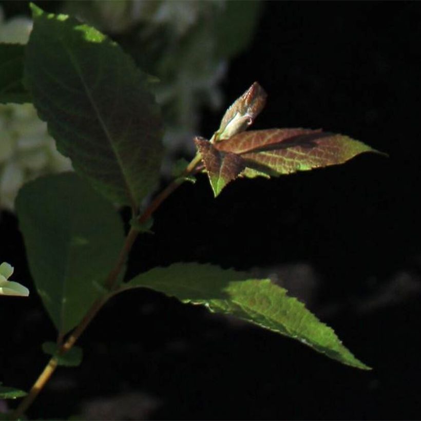 Syyshortensia White Light (Lehvistö)