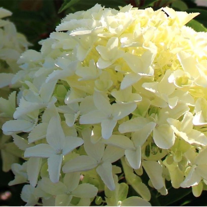 Syyshortensia White Light (Kukinta)