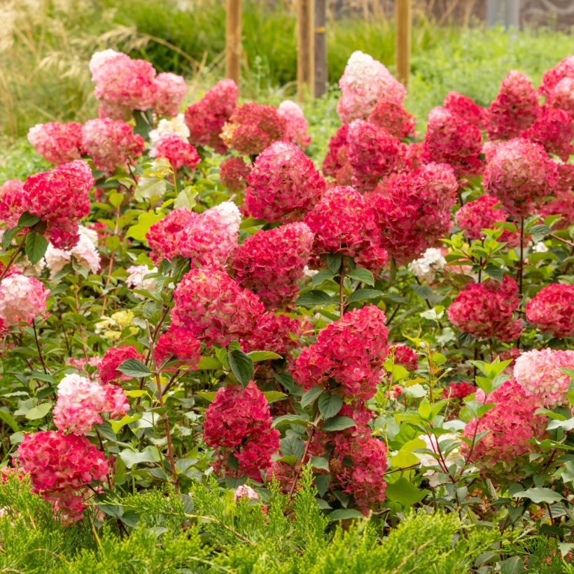 Syyshortensia Wim's red (Kasvutapa)
