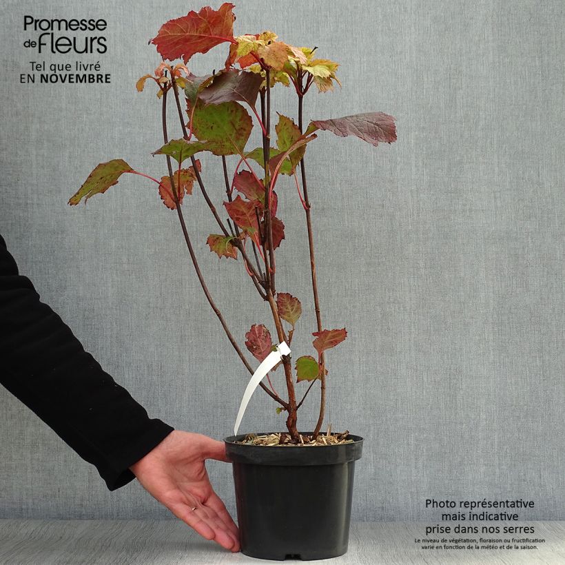 Esimerkki syksyllä toimitetusta Tammihortensia Alice 2 litran/3 litran ruukku-taimesta