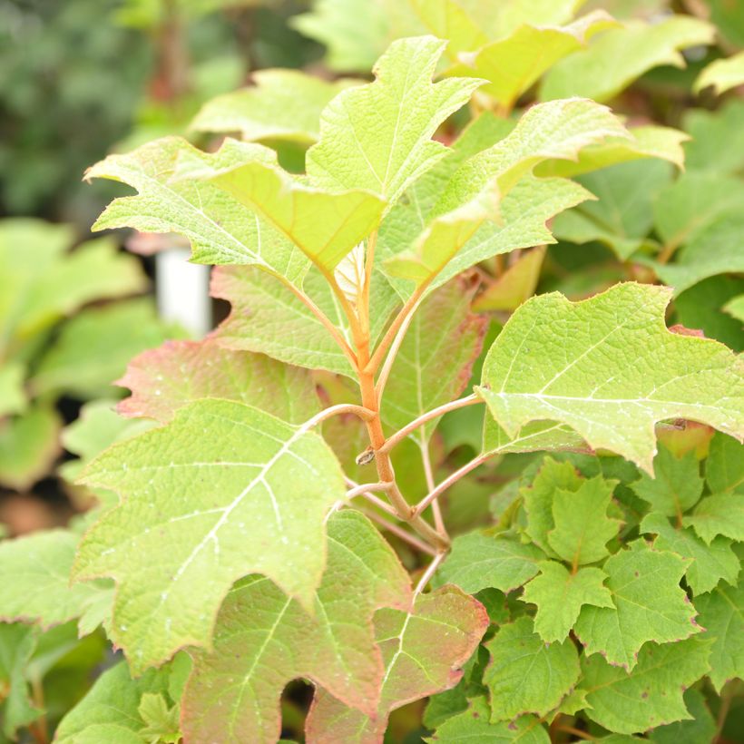 Tammihortensia Alice (Lehvistö)