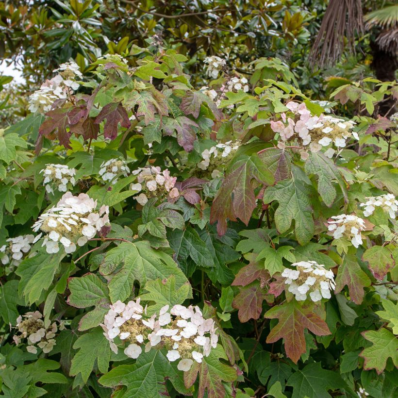 Tammihortensia Alice (Kasvutapa)