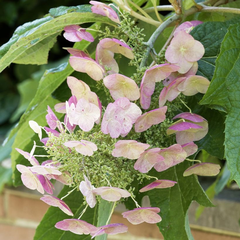 Tammihortensia Burgundy (Kukinta)