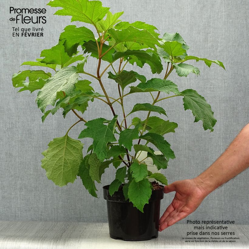 Esimerkki syksyllä toimitetusta Tammihortensia Burgundy 2 litran/3 litran ruukku-taimesta