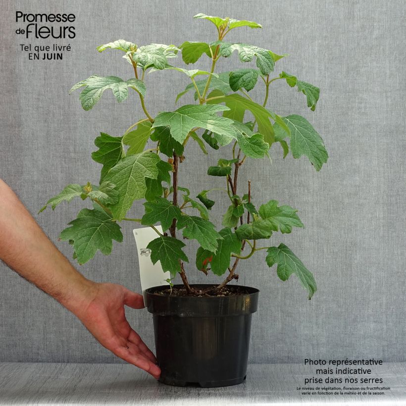 Esimerkki kesällä toimitetusta Tammihortensia Burgundy 2 litran/3 litran ruukku-taimesta