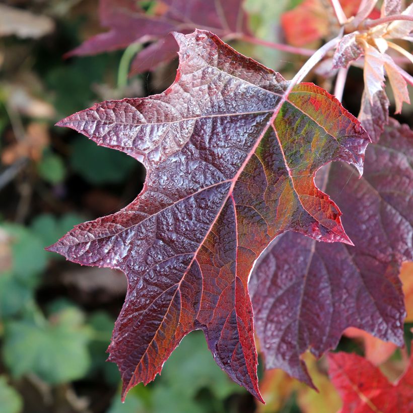 Tammihortensia Burgundy (Lehvistö)
