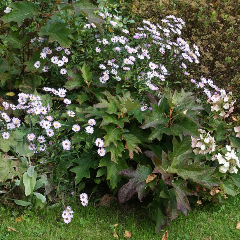 Tammihortensia Burgundy (Kasvutapa)