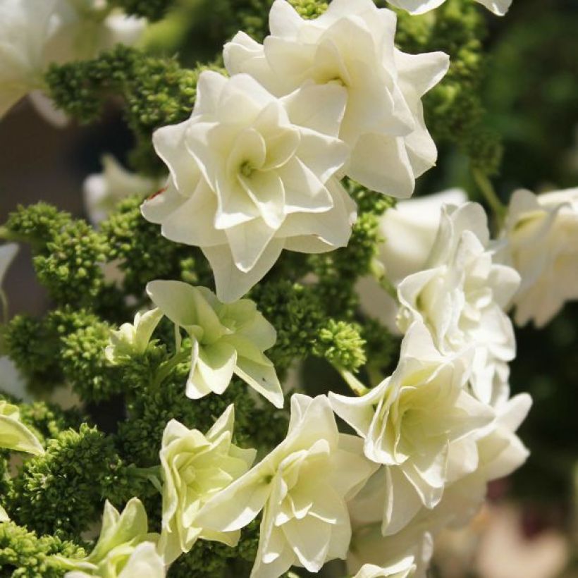 Tammihortensia Gatsby Star (Kukinta)