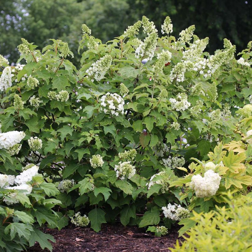 Tammihortensia Gatsby Star (Kasvutapa)