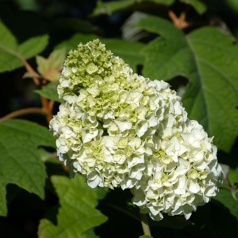 Tammihortensia Harmony (Kukinta)