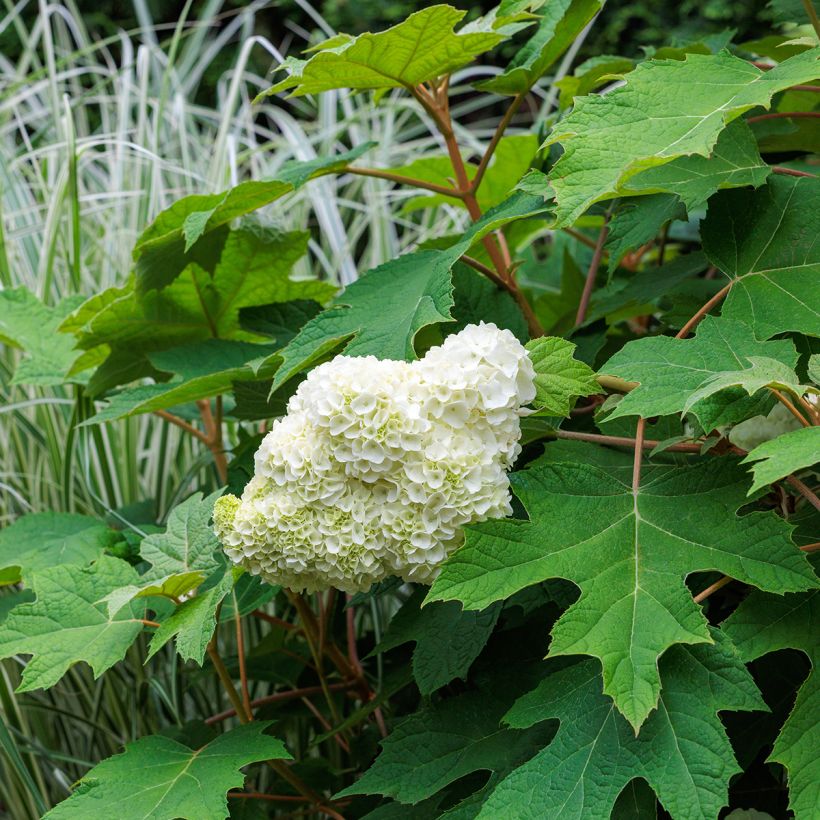 Tammihortensia Harmony (Kasvutapa)