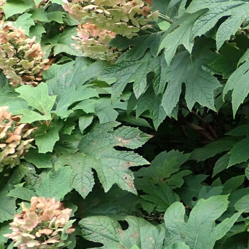 Tammihortensia Jetstream (Lehvistö)