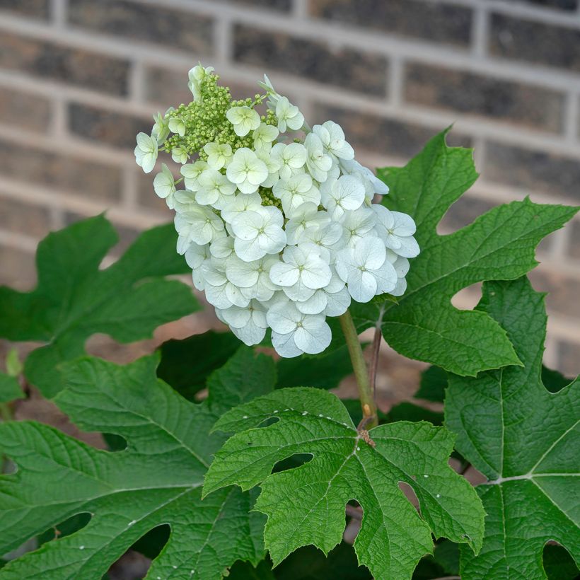 Tammihortensia Jetstream (Kukinta)