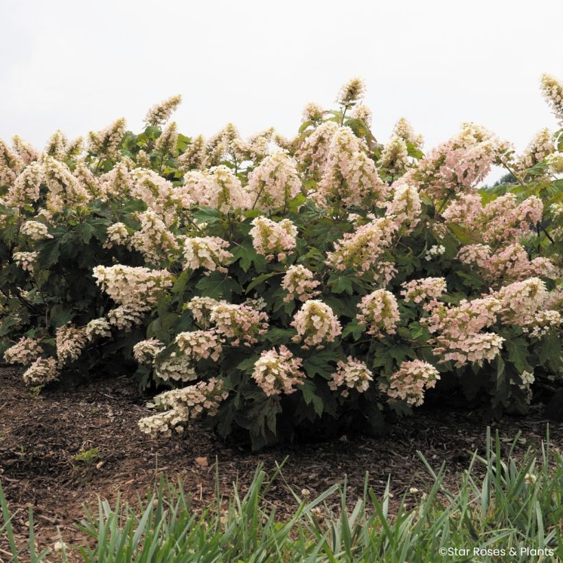 Tammihortensia Little Yeti (Kasvutapa)