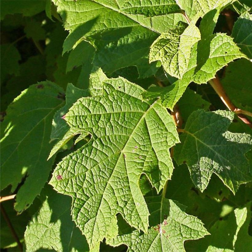 Tammihortensia Sike's Dwarf (Lehvistö)